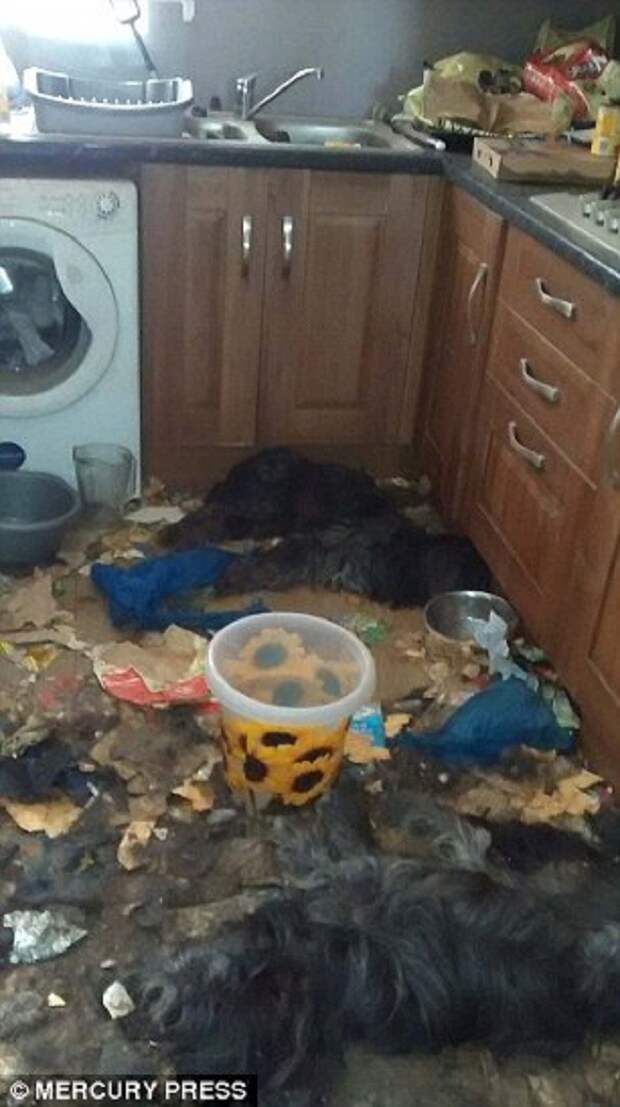 Жительница Ливерпуля уморила голодом двух собак жестокость, животные, преступление и наказание, собаки