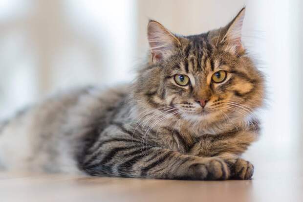 чего не любят коты кот