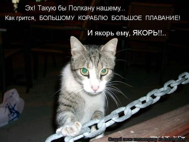 Лучшие котоматрицы недели (50 фото)