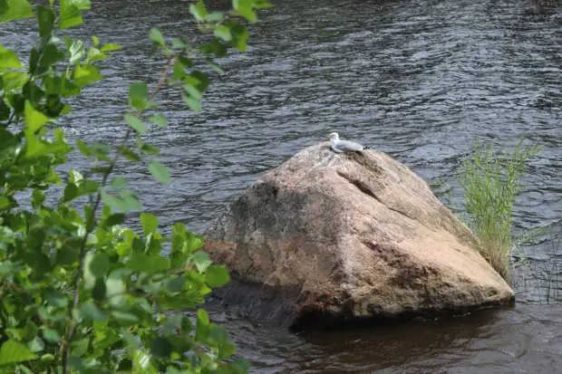 "Тянутся сосны в прозрачное небо, глыбы гранита заснули давно..." Парк Монрепо в Выборге