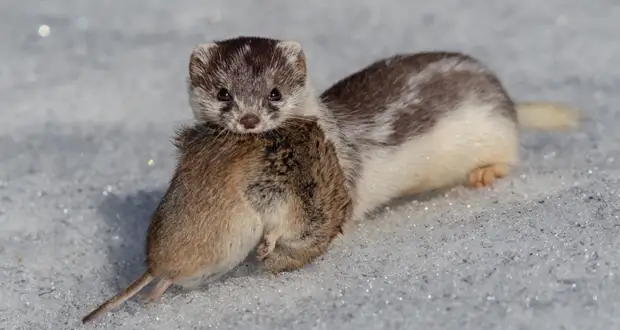 Ласка поохотилась в Ботаническом саду