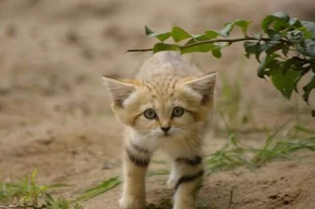Опубликованы первые фото и видео барханного кота в его естественной среде обитания Бархатная кошка, видео, северная африка