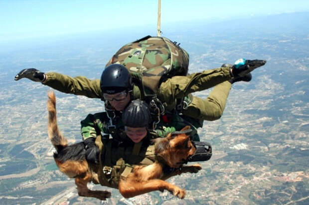 http://mostitsky_universal.academic.ru/pictures/mostitsky_universal/German_shepherd.jpg