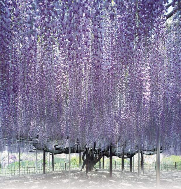 Японский фестиваль цветущей глицинии Great Westeria (35 фото)