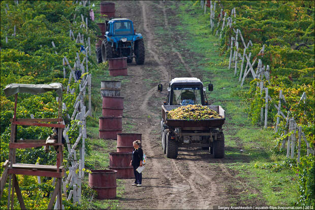 Уборка винограда