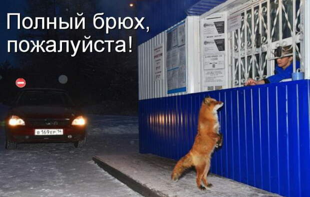 Лучшие котоматрицы недели Лучшие котоматрицы недели