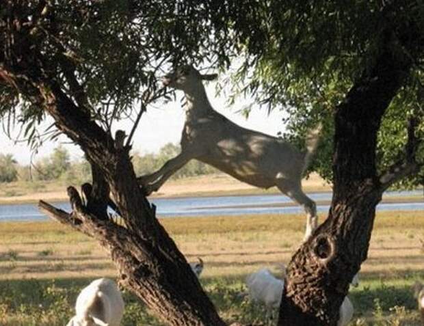 Коза грызет плодовое дерево
