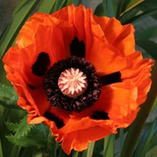 Мак восточный - красивый и неприхотливый многолетник