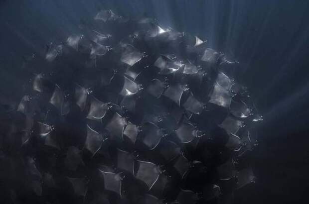 1481052664_14
