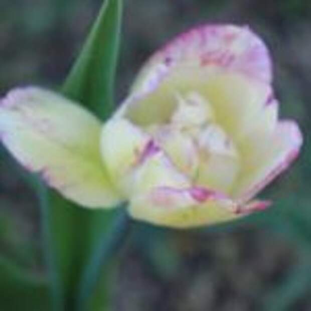 Сад — огород с 5 по 12 июня 2019