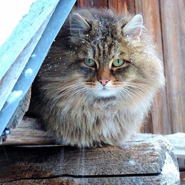 Миллион сибирских кошек Алла Лебедева, барнаул, кошеки, фоторепортаж