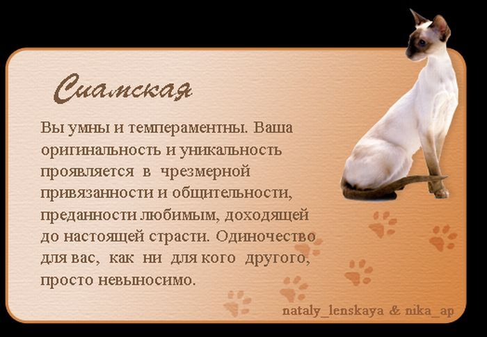 Породы кошек в картинках