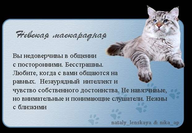 Породы кошек в картинках