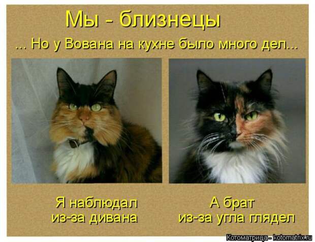 Лучшие котоматрицы недели (50 фото)