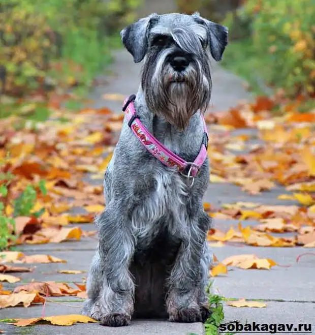 Миттельшнауцер собака. Описание, особенности, уход и цена миттельшнауцера