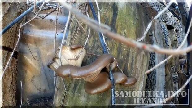 вешенки на пне