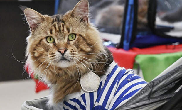 2 каких людей кошки любят больше других и почему