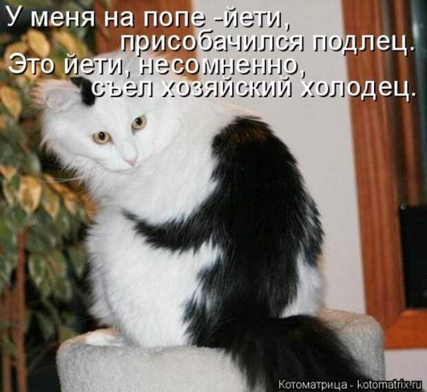Новая котоматрица (37 шт)