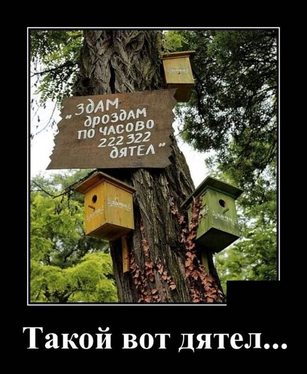 Демотиваторы (20 фото)