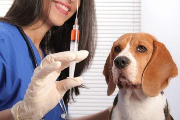 Миф № 10 «Прививка от бешенства опасна для здоровья» животные, мифы, собаки, это интересно