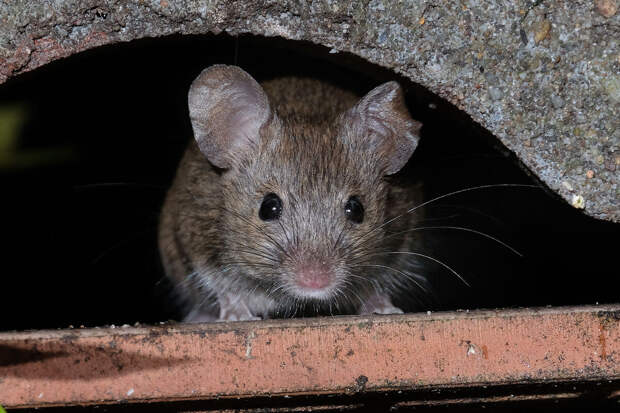 Роспотребнадзор сообщил о росте мышиной лихорадки в регионах России