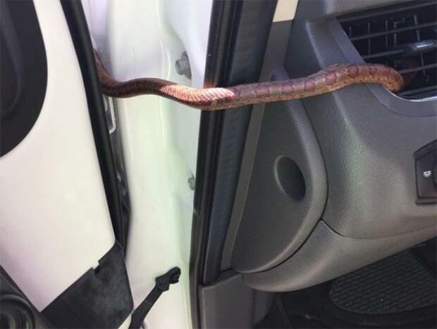 Змея выползла из воздуховода во время вождения автомобиля авто, автоприкол, змея, курьез