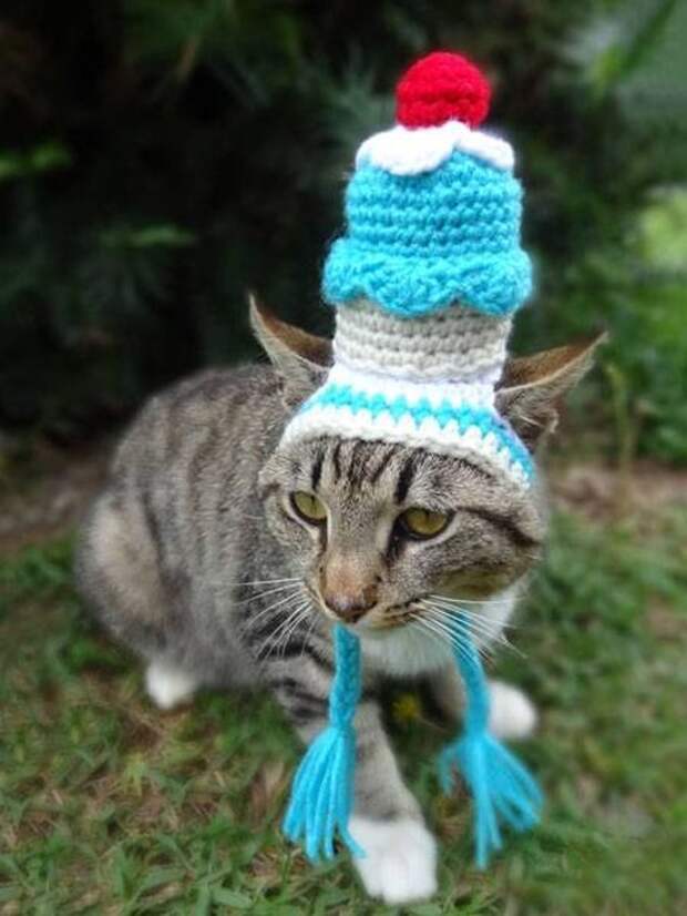 Кот шапка