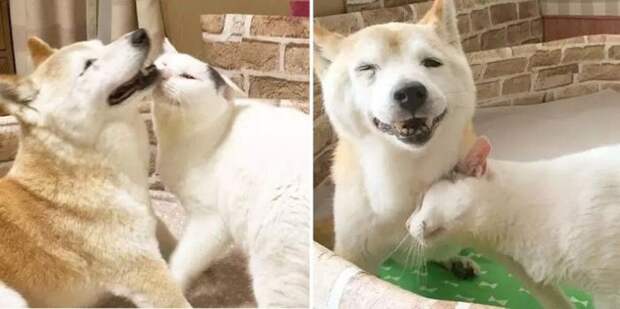 Старый пес и лучший друг кот