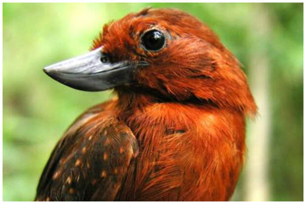 Пахаро (Улыбающаяся птица). Единственная и очень редка птица в мире с перевернутым клювом интересное, клювы, птицы, удивительное, фауна