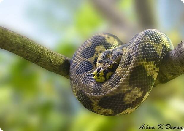 Питоны (лат. Pythonidae)