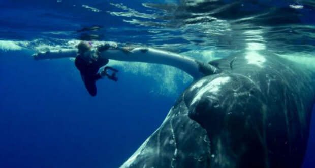 zag whale
