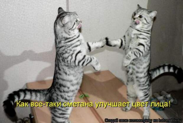 Котоматрицы(картинки с надписями)