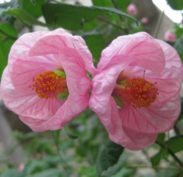 abutilon9