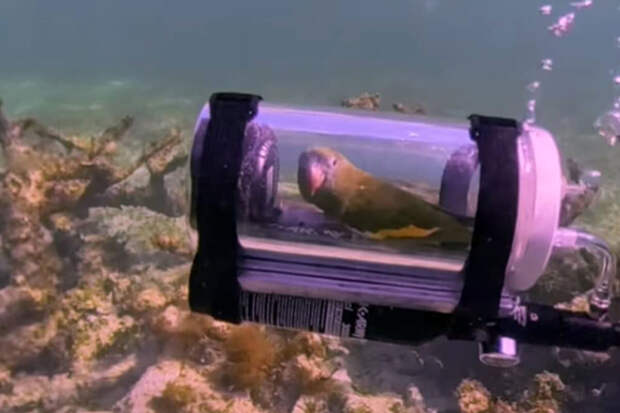 Daily Mail: мужчина сделал для своего попугая подводную лодку