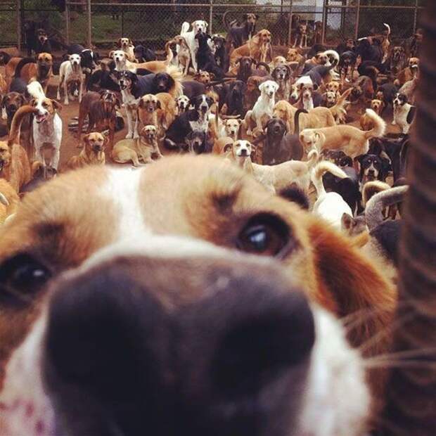 Земля дворняг в Коста-Рике