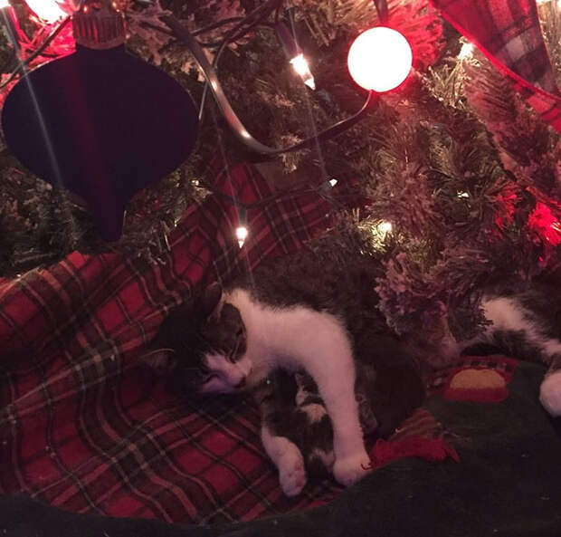 cat-gives-birth-under-christmas-tree-9