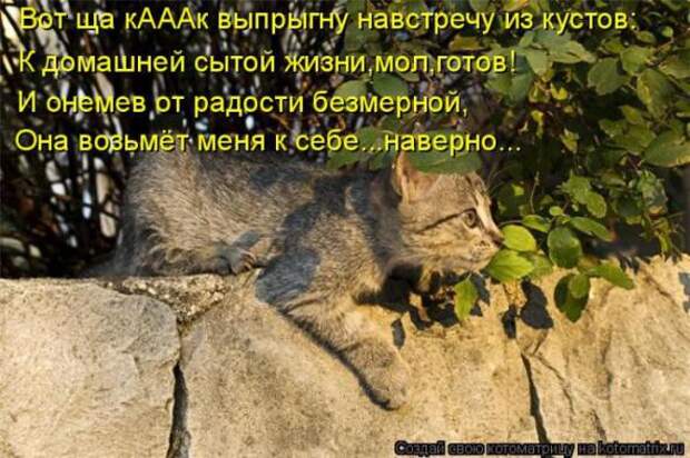 Котоматрицы(картинки с надписями)