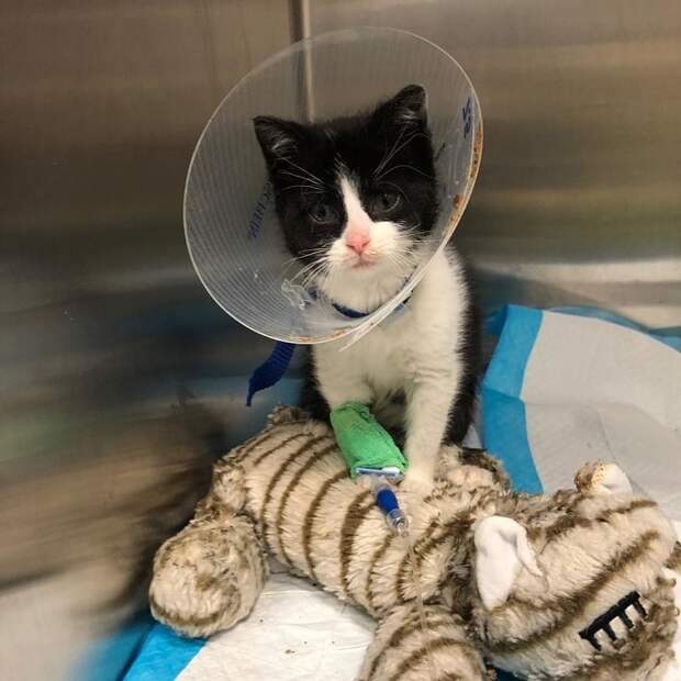 Котенок под капельницей Котенок в клетке