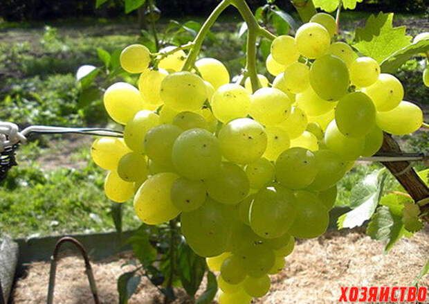 Виноград: 10 лучших сортов народной селекции