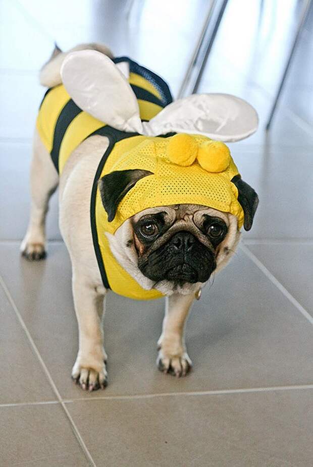 Pugs12 Pugs12 Веселые мопсы мастера маскировки
