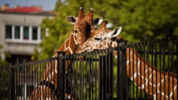 zooparkov