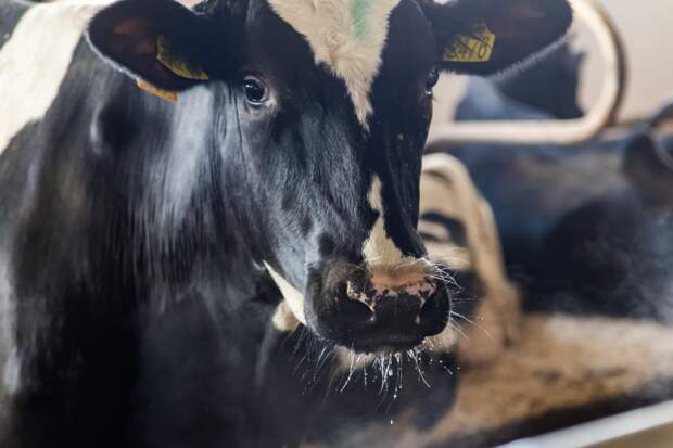 Андрей Травников заявил об остановке вспышки пастереллеза в хозяйствах области