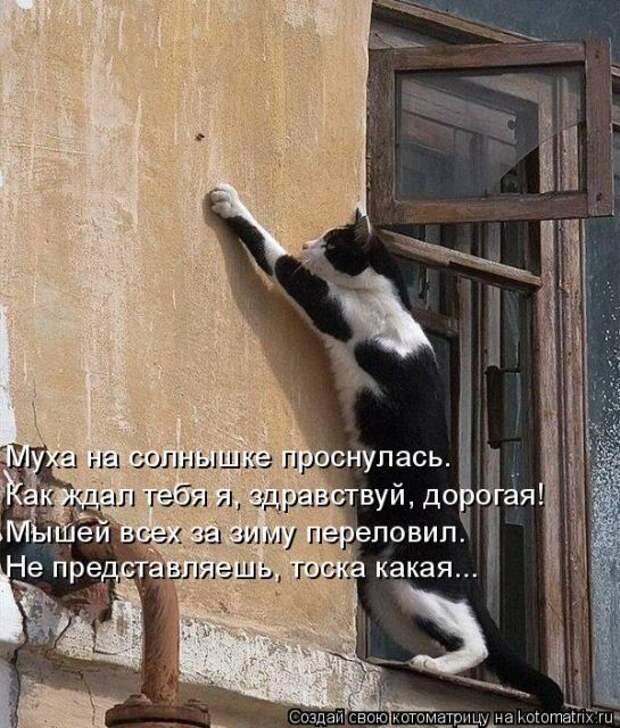 Лучшие котоматрицы недели (50 фото)