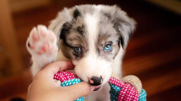 Россиянам объяснили пользу содержания собак дома