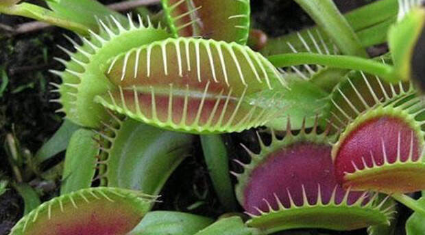 Цветы с зубами: растения, которые на самом деле могут укусить