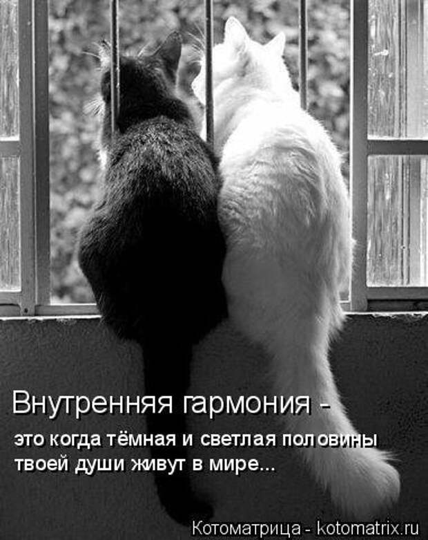 Новая котоматрица (37 шт)