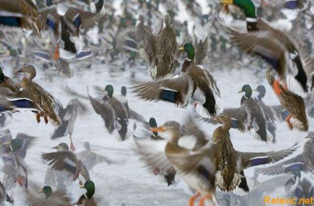 national-geographic-moments-10