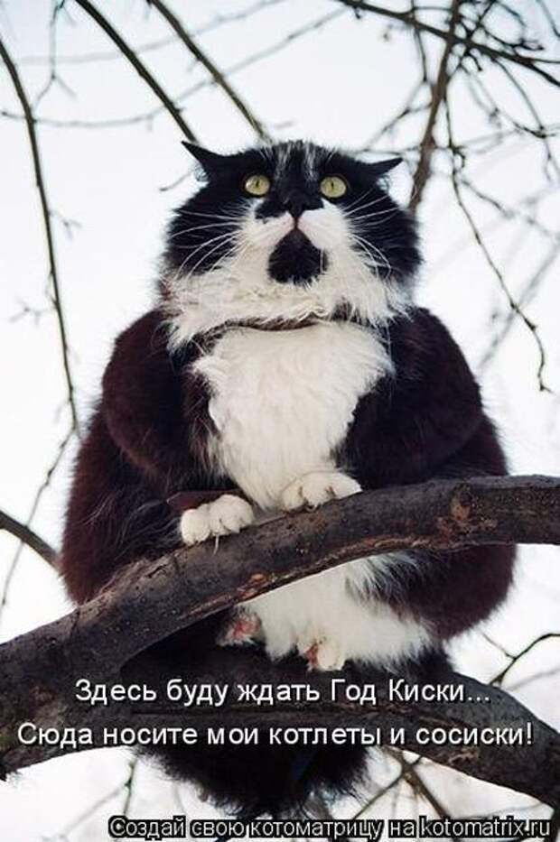 Лучшие котоматрицы недели (51 фото)