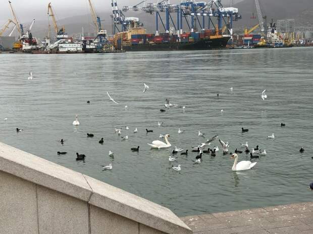 Погода на грани: Кубань накроют дожди и резкий ветер