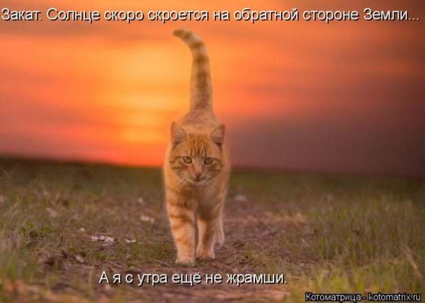 Лучшие котоматрицы недели (51 фото)